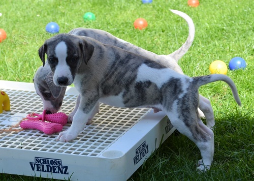  zdrav� �t��ata OHA� 