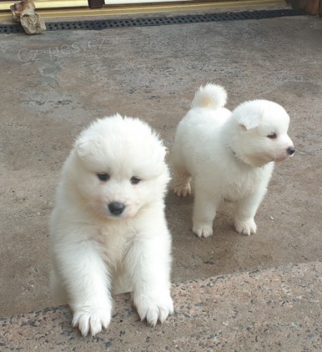 Samojed �t��ata k adopci^