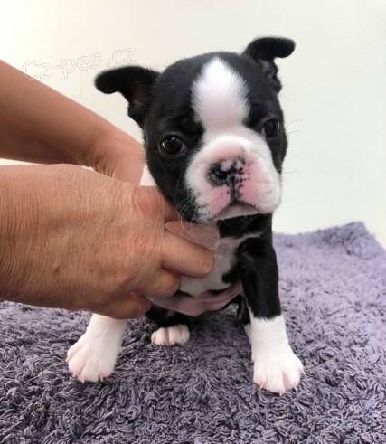 2 Boston* *teri�r mu�i a �eny p�ipraveni*