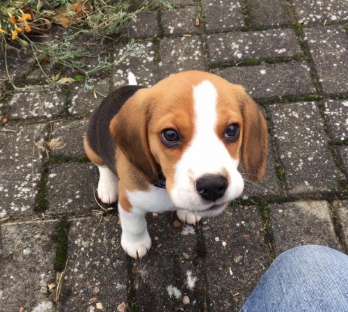 kr�sn� �t��ata Beagle pro p�ijet�