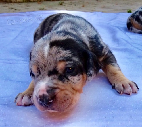 Louisi�nsk� leopard� pes Catahoula