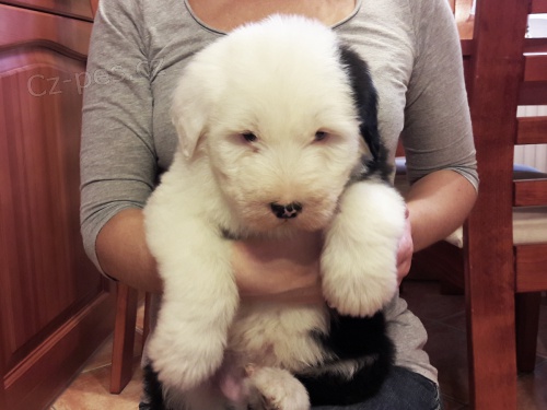 kr�sn� �t��ata BOBTAIL pro p�ijet�