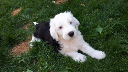 kr�sn� �t��ata BOBTAIL pro p�ijet�