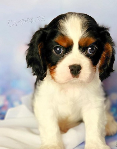 �t��ata kaval�rsk�ho kr�le charles