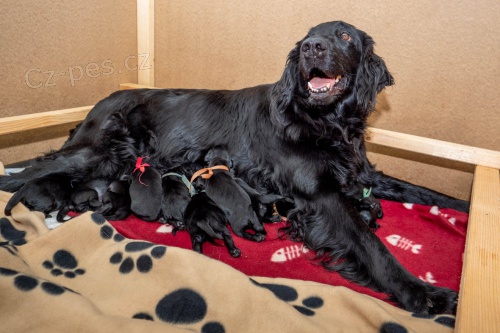 Flat Coated retriever - nab�dka �t�