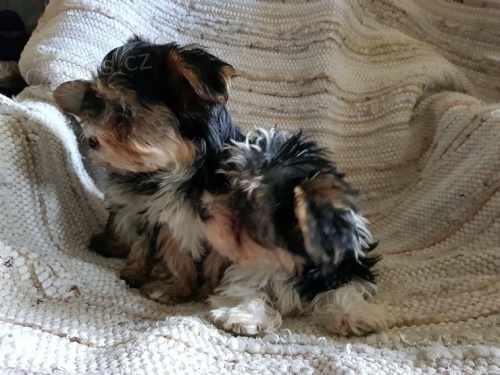 �t��ata yorkshire ��lek samec a jedna fenka dostupn� z r�zn�ch vrh�. Jedn� se o registrovan� omezen� �t���tka. Samice je 9 t�dn� star� a velmi mal�. Bude v rozsahu 5 liber