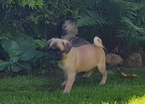 mops �t��ata k dispozici, pokud se d�v�te, �e maj� prvn� sn�mky maj� tak� velmi miluj�c� a hrav� p�ich�zej� dom� s jejich zdravotn� z�znam m�kk� posteli hra�ka mal� pytel potravin pro v�ce informac�