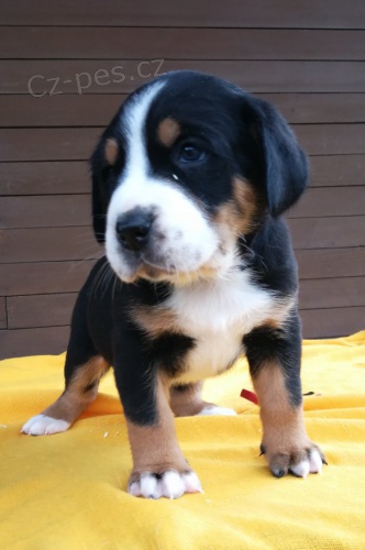 Velk� �v�carsk� sala�nick� pes