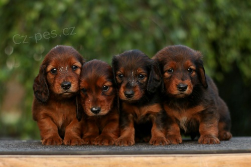 Jezev��k standard dlouhosrst�