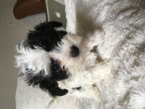 �t���tko-fenka rusk� barevn� bolonka