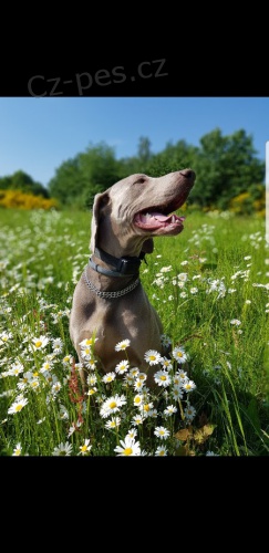 Daruji v�marsk�ho oha�e