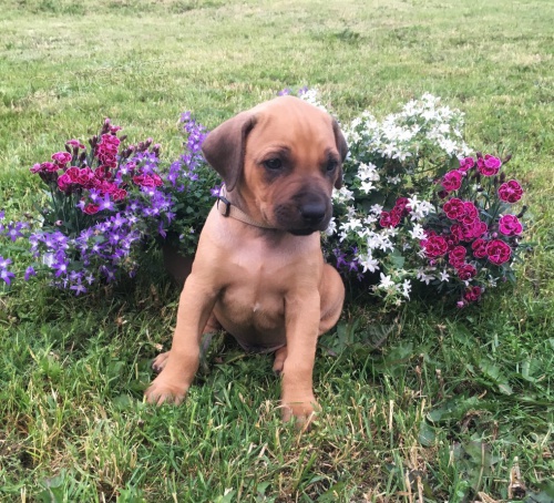 Rhod�sk� ridgeback - �t�n�tka 