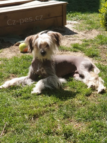  zdrav� �t��ata ��nsk� chocholat� 