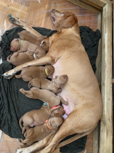 �t��ata Ma�arsk�ho oha�e