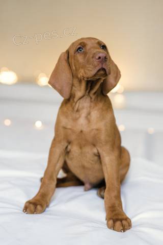 Ma�arsk� oha� kr�tkosrst� - �t��ata Vizsla