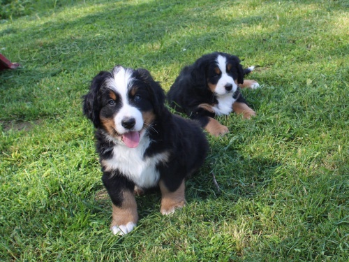 zdrav� �t��ata Bernsk� sala�nick� pes k adopci