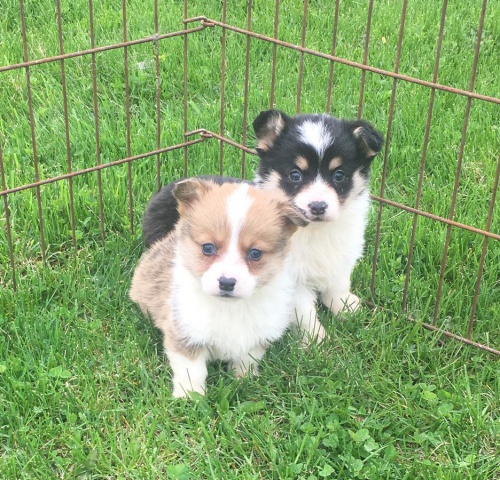  zdrav� �t��ata Svat� Bernard k adopci