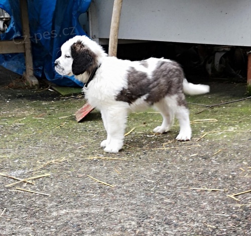  zdrav� �t��ata Svat� Bernard k adopci