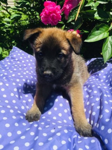 Rozko�n� �t���tka belgick�ch Malinios� Jen se oto�ila o 11 t�dn�. Ne ze �t���tka! Jsme rodina, kter� se rozhodla odchovat na�eho psa tak, aby na�e d�ti mohly vid�t z�zrak �ivota. M�ma je na obr�zku. Od�erven� a o�kovan�.