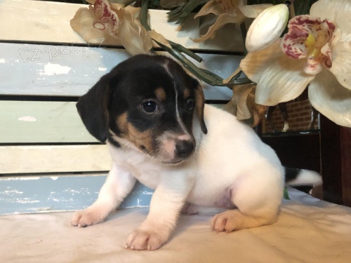 zdrav� �t��ata boxer k adopci