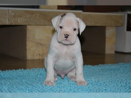 zdrav� �t��ata boxer k adopci