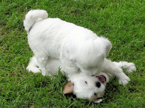  zdrav� �t��ata Tibetsk� teri�r k adopci