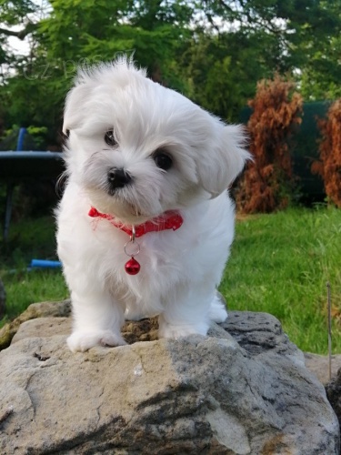 Malt�z��ek (Malt�zsk� ps�k)  s PP