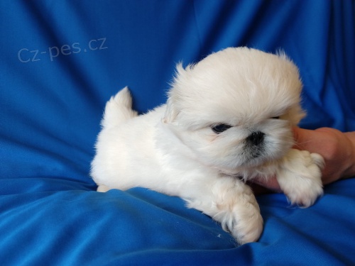  zdrav� �t��ata Snov� pekingsk� k adopci