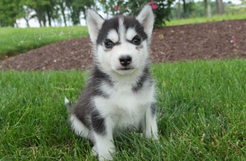 Energick� sibi�sk� Husky �t��ata
