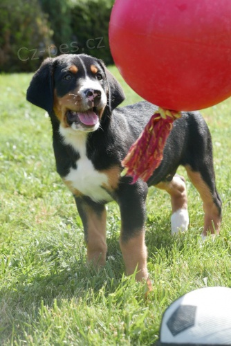 Velk� �v�carsk� sala�nick� pes