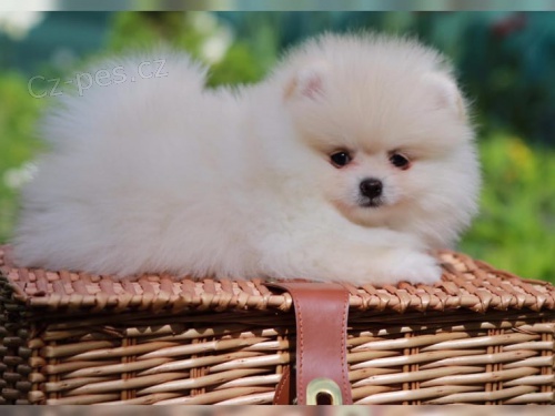 Energetic �t���tka Pomeranian 