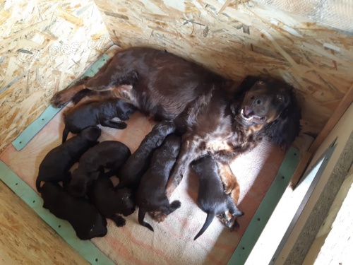 N�meck� k�epel�k