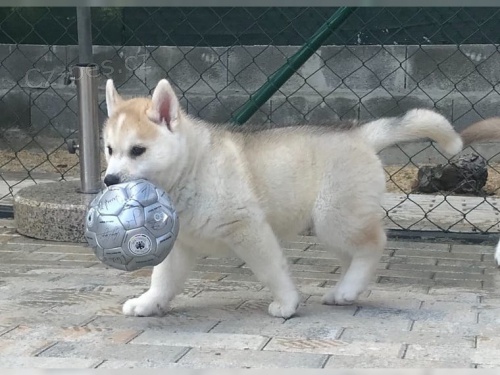 �istokrevn� �t�n� sibi�sk�ho Husky