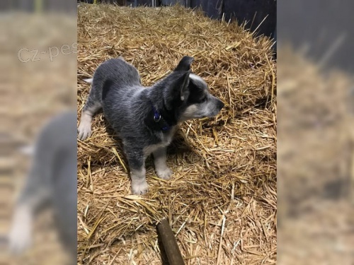  zdrav� �t���tka Australsk� hon�ck� pes 