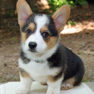 pembroke Welsh corgi �t��ata k p�ijet� M�me 2 kr�sn� n�dhern� chlapce a d�vku, kter� je nyn� p�ipravena na Dobr� domovy, maj� 12 t�dn�, v�ichni maj� nyn� svou vlastn� osobnost. Jsou vychov�v�ni v na�em dom�, kde jsou mal� d�ti o�kov�ny