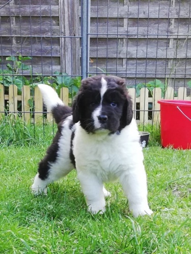  zdrav� �t���tka Landseer 