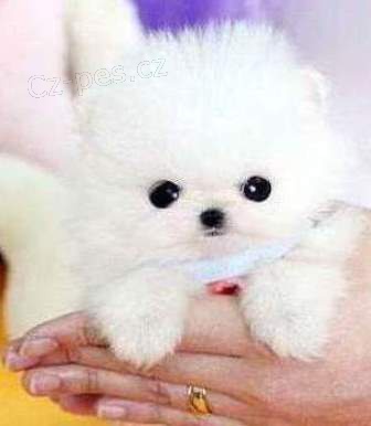 Psi a samice Pomeranian �t��ata