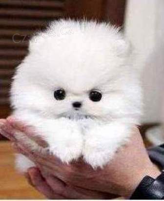 Psi a samice Pomeranian �t��ata 12 t�dn�