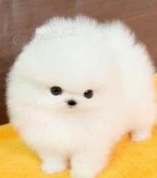 02 Psi a samice Pomeranian �t��ata 12 t�dn�