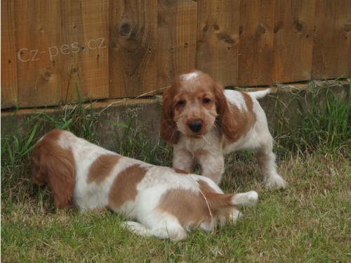 ORANGE ROAN COCKER SPANIEL �T��ATA