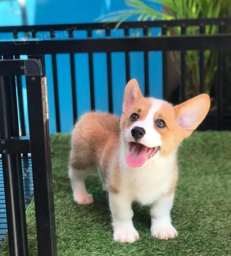 Vel�sk� corgi pembroke