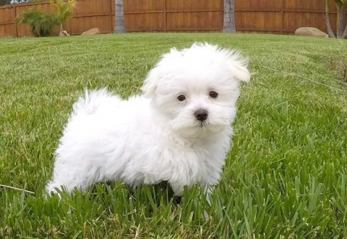 Maltsk� toy teri�r