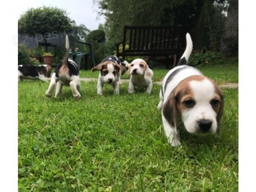 n�dhern� �t��ata beagle