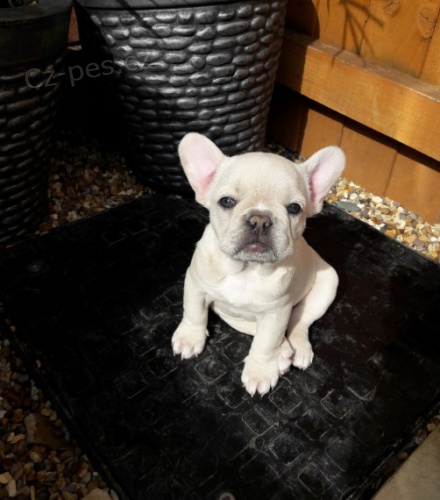 Francouzsk� buldo�ek 10 t�dn� �t��ata