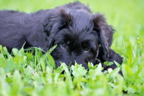 Briard s PP- �t�n� 