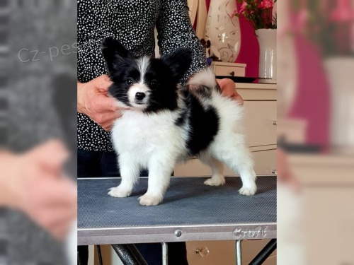  zdrav� �t���tka Papilon pro p�ijet�