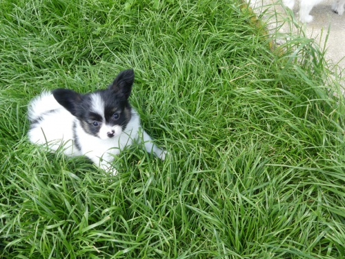  zdrav� �t���tka Papilon pro p�ijet�