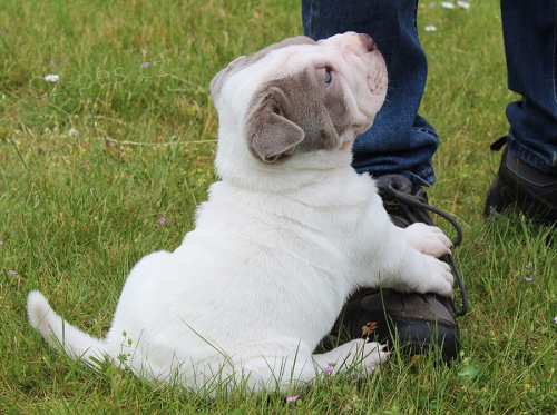  zdrav� �t���tka Shar Pei pro p�ijet�