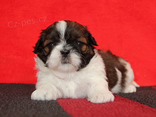 Shih-tzu, �i-tzu �t���tka s PP