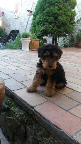 Prod�m �t���tka - pejsky wel��ky